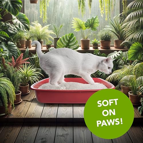 Natural Unscented Cat Litter - 10 lbs - Plant-Based, Clumping, Biodegradable, Non-Toxic, Compostable, Eco-Friendly, Odor Control, Low Dust, Safe for Cats & Kittens.