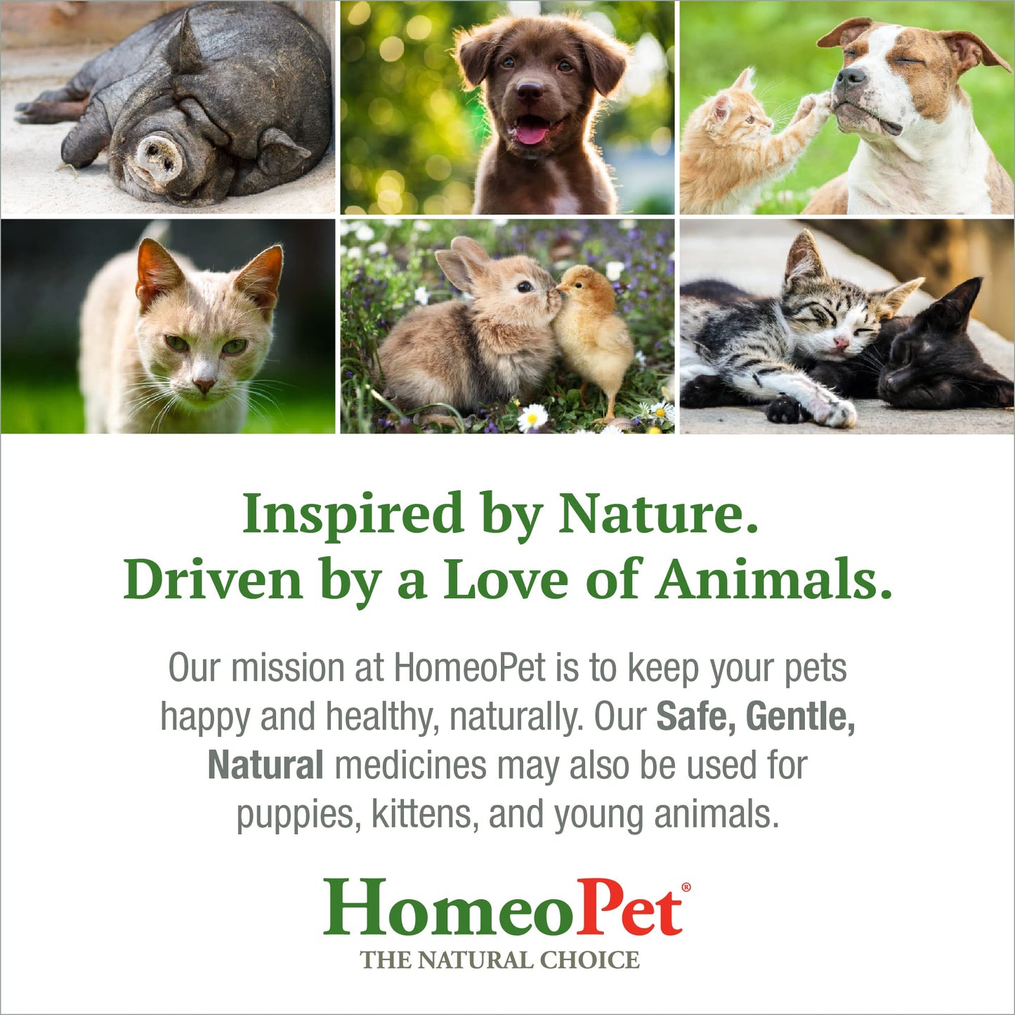 HomeoPet Anxiety Relief Medicine for Pets, Natural Anxiety Relief for Dogs and Cats, Cat and Dog Calming Medicine, 15 Milliliters