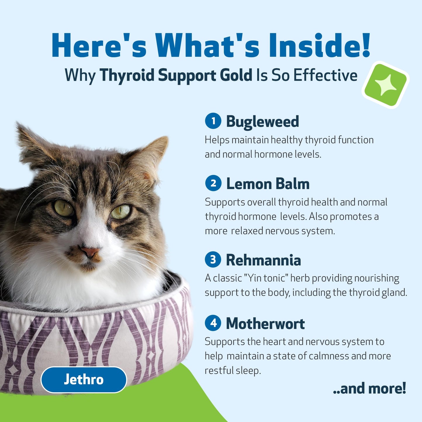 Pet Wellbeing Thyroid Support Gold for Cats - Supports Healthy Thyroid Gland Function in Cats, Normal Metabolism, Bugleweed, Lemon Balm - Veterinarian-Formulated Herbal Supplement 2 fl oz (59 ml)