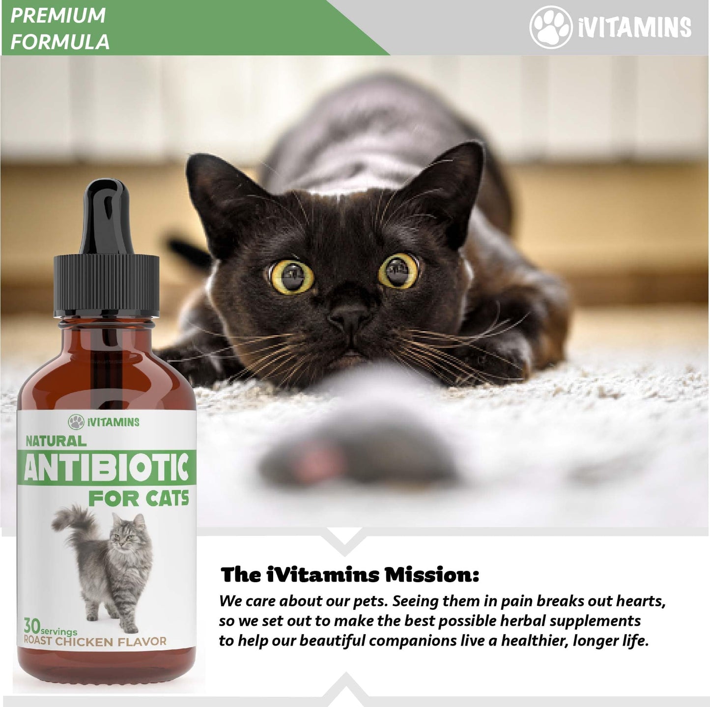 Natural Antibiotics for Cats | Cat Antibiotics for Infection | Cat Antibiotic | Cat Antibiotics | Antibiotic for Cats | Cat Antibiotics for UTI | Cat UTI | Cat UTI Treatment | 1 fl oz (1)