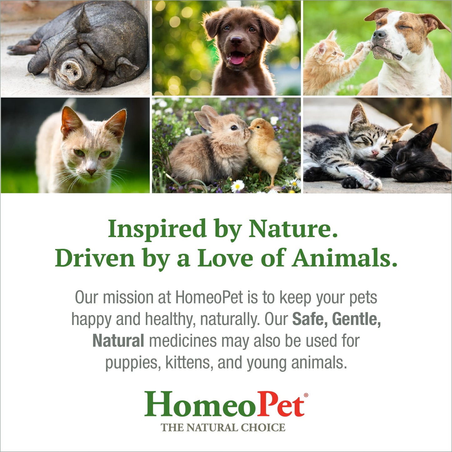 HomeoPet Feline Nose Relief, Natural Nasal and Sinus Medicine for Cats, Pet Medicine, 15 Milliliters