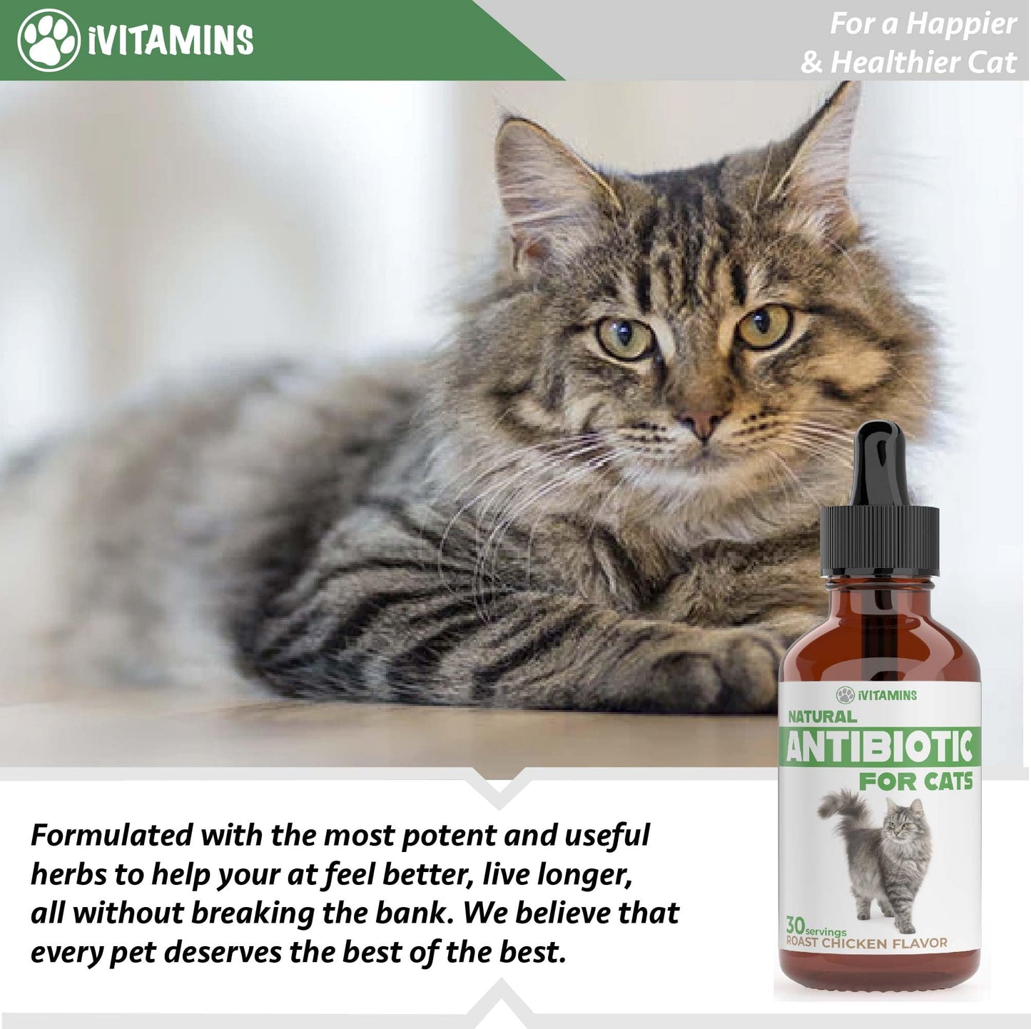 Natural Antibiotics for Cats | Cat Antibiotics for Infection | Cat Antibiotic | Cat Antibiotics | Antibiotic for Cats | Cat Antibiotics for UTI | Cat UTI | Cat UTI Treatment | 1 fl oz (1)