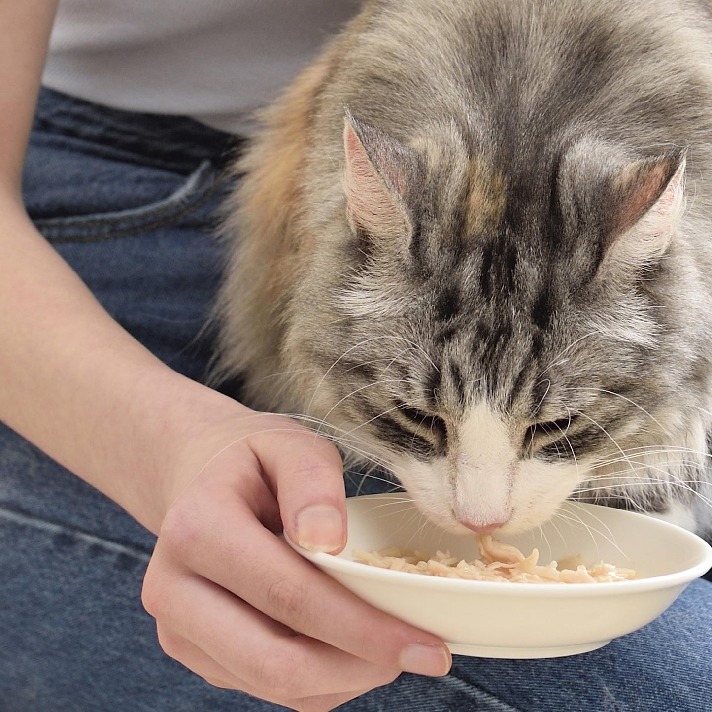 INABA Chicken Stew for Cats, Shredded Chicken & Broth Gelée Side Dish/Topper with Vitamin E, 1.4 Ounce Each Pounch, 6 Pouches, Chicken Recipe