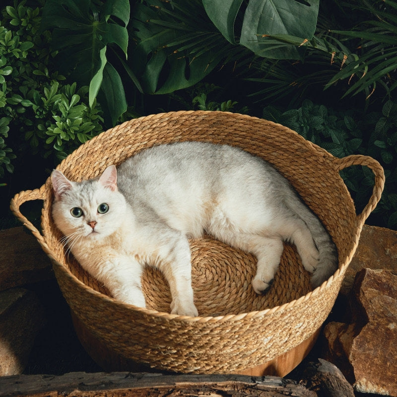 All-in-one Cattail Mat With Rattan Cat Litter