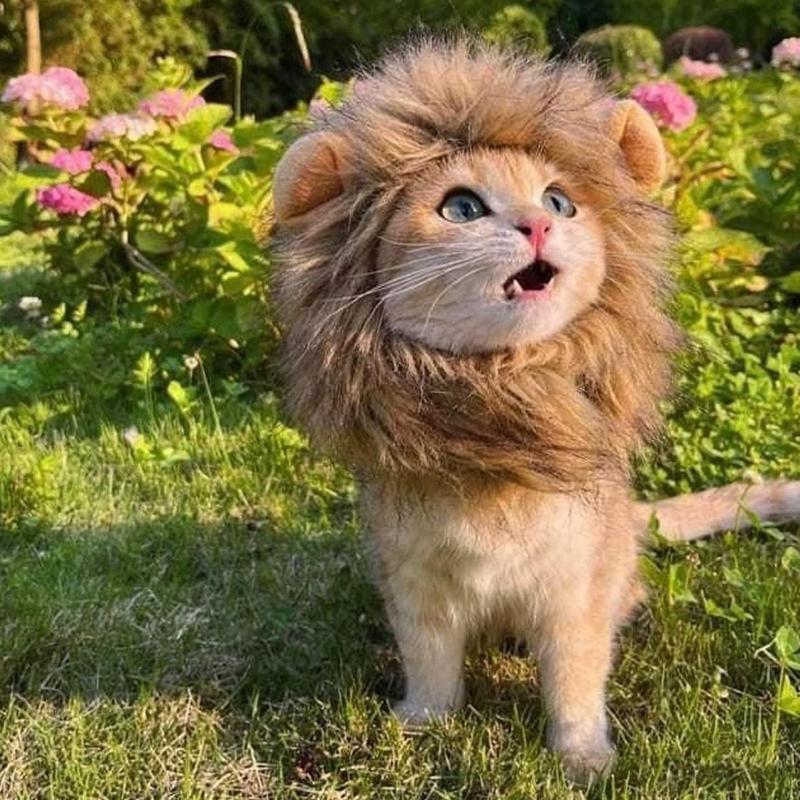 Pet Cat Decor Accessories Lion Wig Fancy Hair Caps Pet Supplies Cute Lion Headgear Cat Hat Mane Wig For Dogs And Cat Small Dog