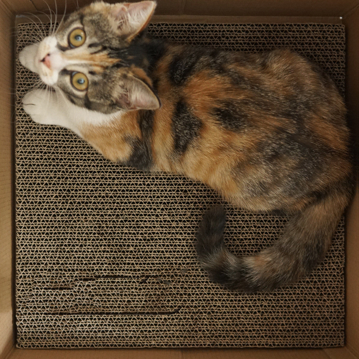 Corrugated Cardboard Box Wear-resistant Cat Catching Toy