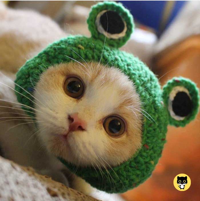 Cat Frog Styling Decorative Cap Casual Cotton Cap Pet Products Handmade Costume Festive Party Head Ornament