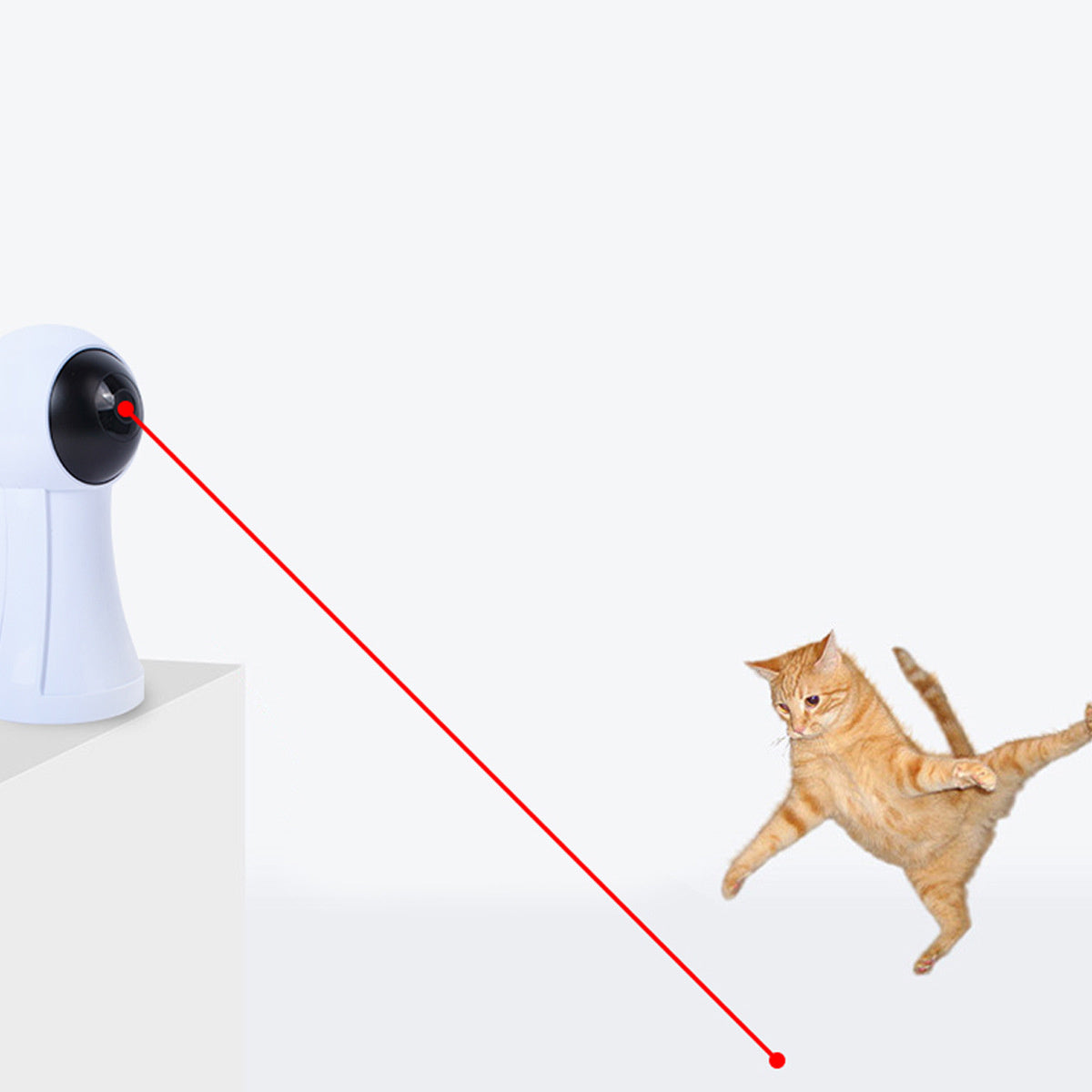 Funny Cat Artifact Infrared Laser Exercise